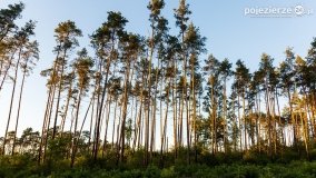 Spacer po ścieżkach Leśnictwa Brody - zdjęcie 18