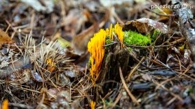 Spacer po ścieżkach Leśnictwa Brody - zdjęcie 15