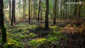 Spacer po ścieżkach Leśnictwa Brody - zdjęcie 14