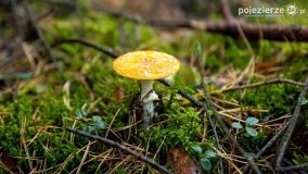 Spacer po ścieżkach Leśnictwa Brody - zdjęcie 13