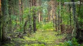 Spacer po ścieżkach Leśnictwa Brody - zdjęcie 12