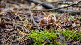 Spacer po ścieżkach Leśnictwa Brody - zdjęcie 11