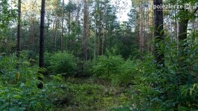 Spacer po ścieżkach Leśnictwa Brody - zdjęcie 9