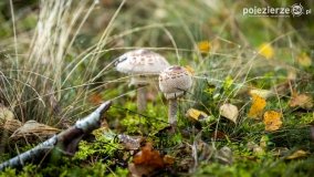 Spacer po ścieżkach Leśnictwa Brody - zdjęcie 8