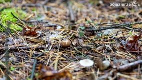 Spacer po ścieżkach Leśnictwa Brody - zdjęcie 6