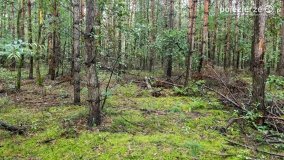 Spacer po ścieżkach Leśnictwa Brody - zdjęcie 5