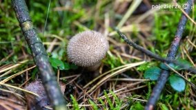 Spacer po ścieżkach Leśnictwa Brody - zdjęcie 4