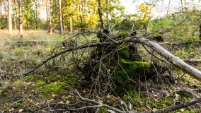 Spacer po ścieżkach Leśnictwa Brody - zdjęcie 3