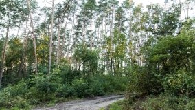 Spacer po ścieżkach Leśnictwa Brody - zdjęcie 2