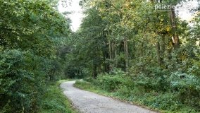 Spacer po ścieżkach Leśnictwa Brody - zdjęcie 1