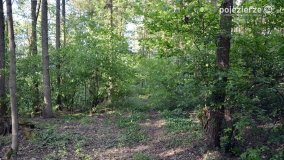 Tajemnicze uroczysko, dąb „Paweł” i „czady biesów” - zdjęcie 28