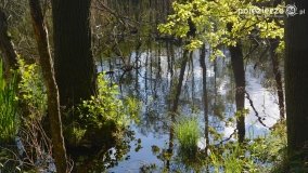 Tajemnicze uroczysko, dąb „Paweł” i „czady biesów” - zdjęcie 27