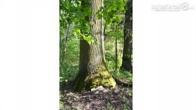 Tajemnicze uroczysko, dąb „Paweł” i „czady biesów” - zdjęcie 25