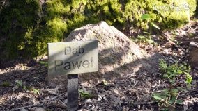 Tajemnicze uroczysko, dąb „Paweł” i „czady biesów” - zdjęcie 24