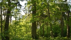 Tajemnicze uroczysko, dąb „Paweł” i „czady biesów” - zdjęcie 23