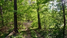 Tajemnicze uroczysko, dąb „Paweł” i „czady biesów” - zdjęcie 22