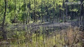 Tajemnicze uroczysko, dąb „Paweł” i „czady biesów” - zdjęcie 21