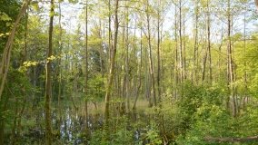 Tajemnicze uroczysko, dąb „Paweł” i „czady biesów” - zdjęcie 20