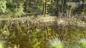 Tajemnicze uroczysko, dąb „Paweł” i „czady biesów” - zdjęcie 18