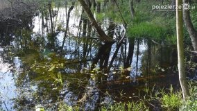 Tajemnicze uroczysko, dąb „Paweł” i „czady biesów” - zdjęcie 16