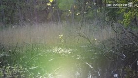 Tajemnicze uroczysko, dąb „Paweł” i „czady biesów” - zdjęcie 15