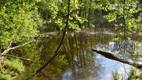 Tajemnicze uroczysko, dąb „Paweł” i „czady biesów” - zdjęcie 14