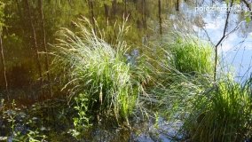 Tajemnicze uroczysko, dąb „Paweł” i „czady biesów” - zdjęcie 13