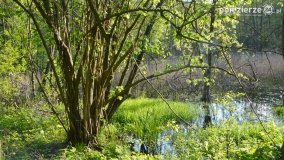 Tajemnicze uroczysko, dąb „Paweł” i „czady biesów” - zdjęcie 12
