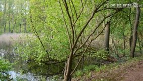 Tajemnicze uroczysko, dąb „Paweł” i „czady biesów” - zdjęcie 11