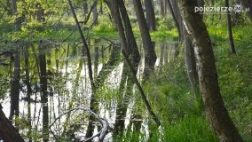 Tajemnicze uroczysko, dąb „Paweł” i „czady biesów” - zdjęcie 10