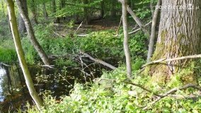 Tajemnicze uroczysko, dąb „Paweł” i „czady biesów” - zdjęcie 9