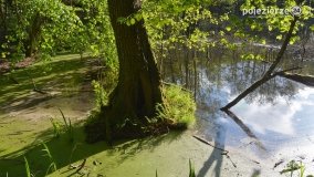 Tajemnicze uroczysko, dąb „Paweł” i „czady biesów” - zdjęcie 8