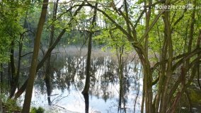 Tajemnicze uroczysko, dąb „Paweł” i „czady biesów” - zdjęcie 7