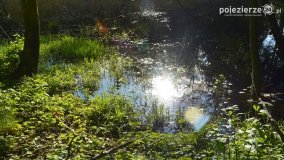 Tajemnicze uroczysko, dąb „Paweł” i „czady biesów” - zdjęcie 6