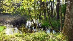 Tajemnicze uroczysko, dąb „Paweł” i „czady biesów” - zdjęcie 5