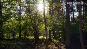 Tajemnicze uroczysko, dąb „Paweł” i „czady biesów” - zdjęcie 4