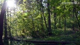 Tajemnicze uroczysko, dąb „Paweł” i „czady biesów” - zdjęcie 3