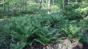 Tajemnicze uroczysko, dąb „Paweł” i „czady biesów” - zdjęcie 2