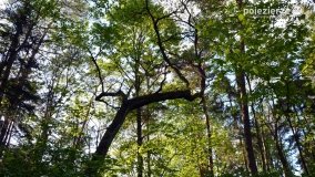 Tajemnicze uroczysko, dąb „Paweł” i „czady biesów” - zdjęcie 1