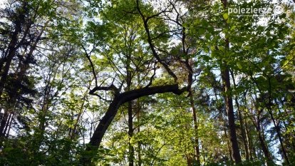 Tajemnicze uroczysko, dąb „Paweł” i „czady biesów”
