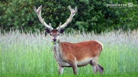 Mieszkańcy lasów i pól na zdjęciach Pawła Poterskiego - zdjęcie 60