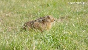 Mieszkańcy lasów i pól na zdjęciach Pawła Poterskiego - zdjęcie 59