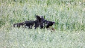 Mieszkańcy lasów i pól na zdjęciach Pawła Poterskiego - zdjęcie 58