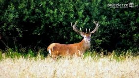 Mieszkańcy lasów i pól na zdjęciach Pawła Poterskiego - zdjęcie 57