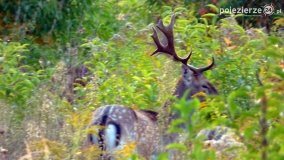 Mieszkańcy lasów i pól na zdjęciach Pawła Poterskiego - zdjęcie 56
