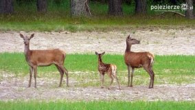 Mieszkańcy lasów i pól na zdjęciach Pawła Poterskiego - zdjęcie 55