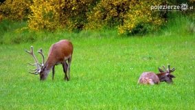 Mieszkańcy lasów i pól na zdjęciach Pawła Poterskiego - zdjęcie 54