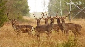Mieszkańcy lasów i pól na zdjęciach Pawła Poterskiego - zdjęcie 53