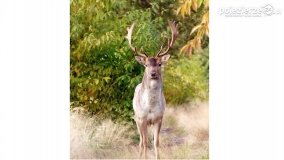 Mieszkańcy lasów i pól na zdjęciach Pawła Poterskiego - zdjęcie 52