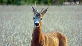 Mieszkańcy lasów i pól na zdjęciach Pawła Poterskiego - zdjęcie 51